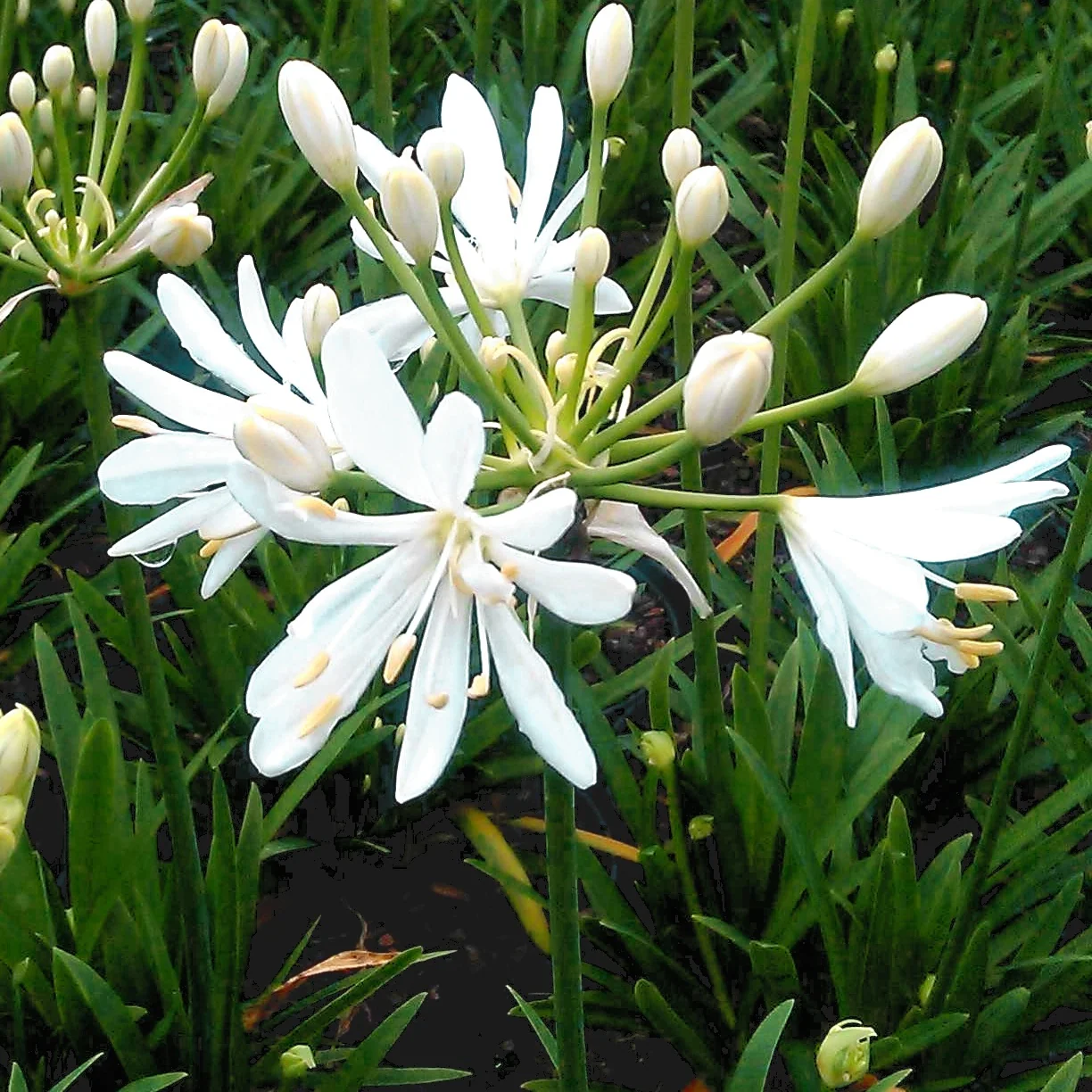 Miniature 1
