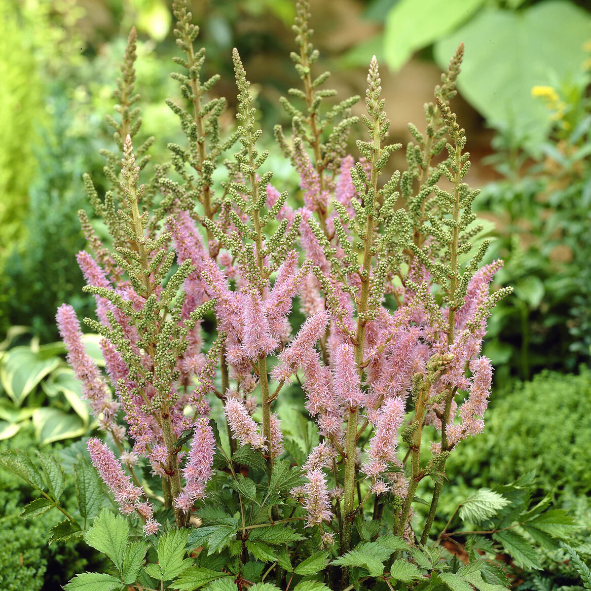 Miniature 2