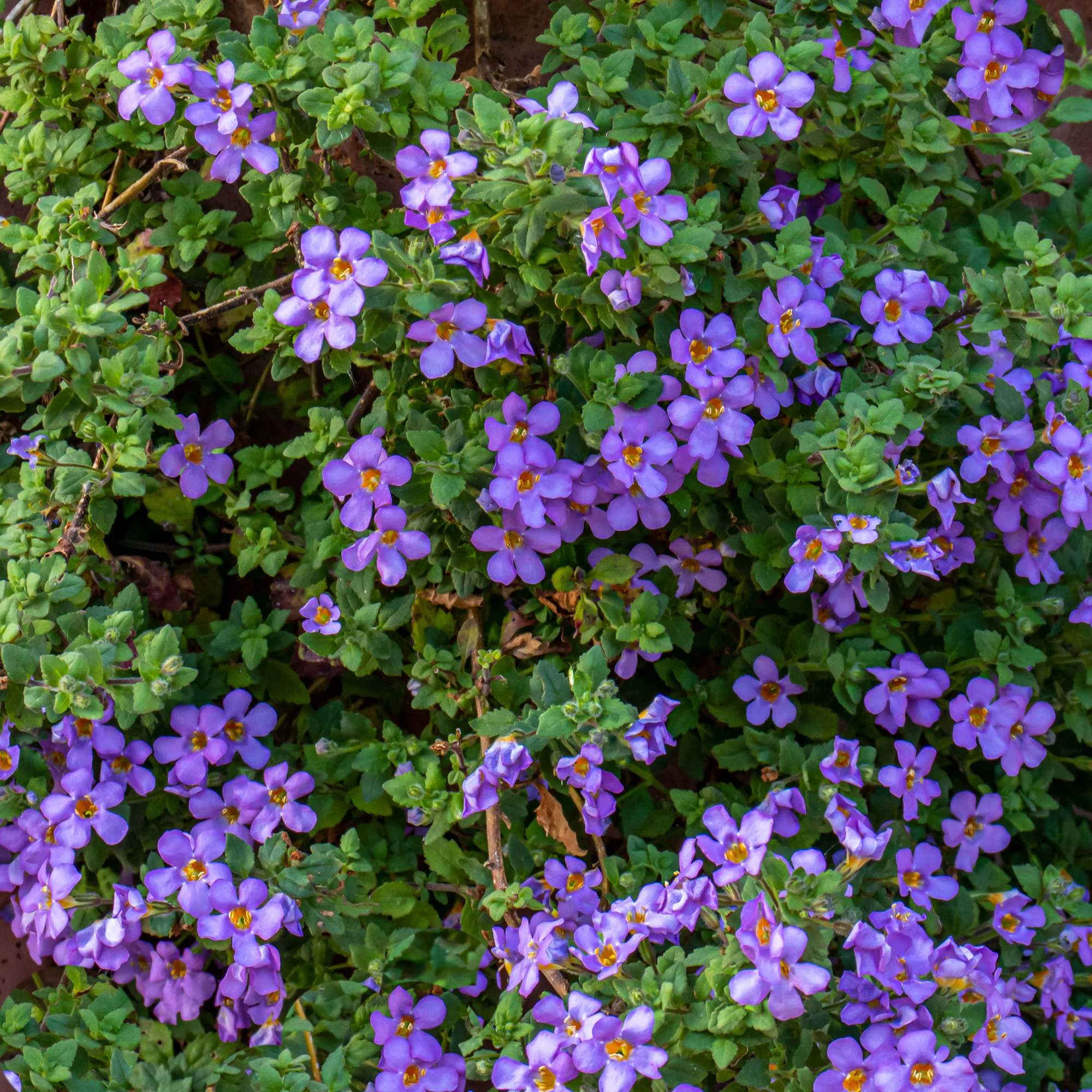 Miniature 1