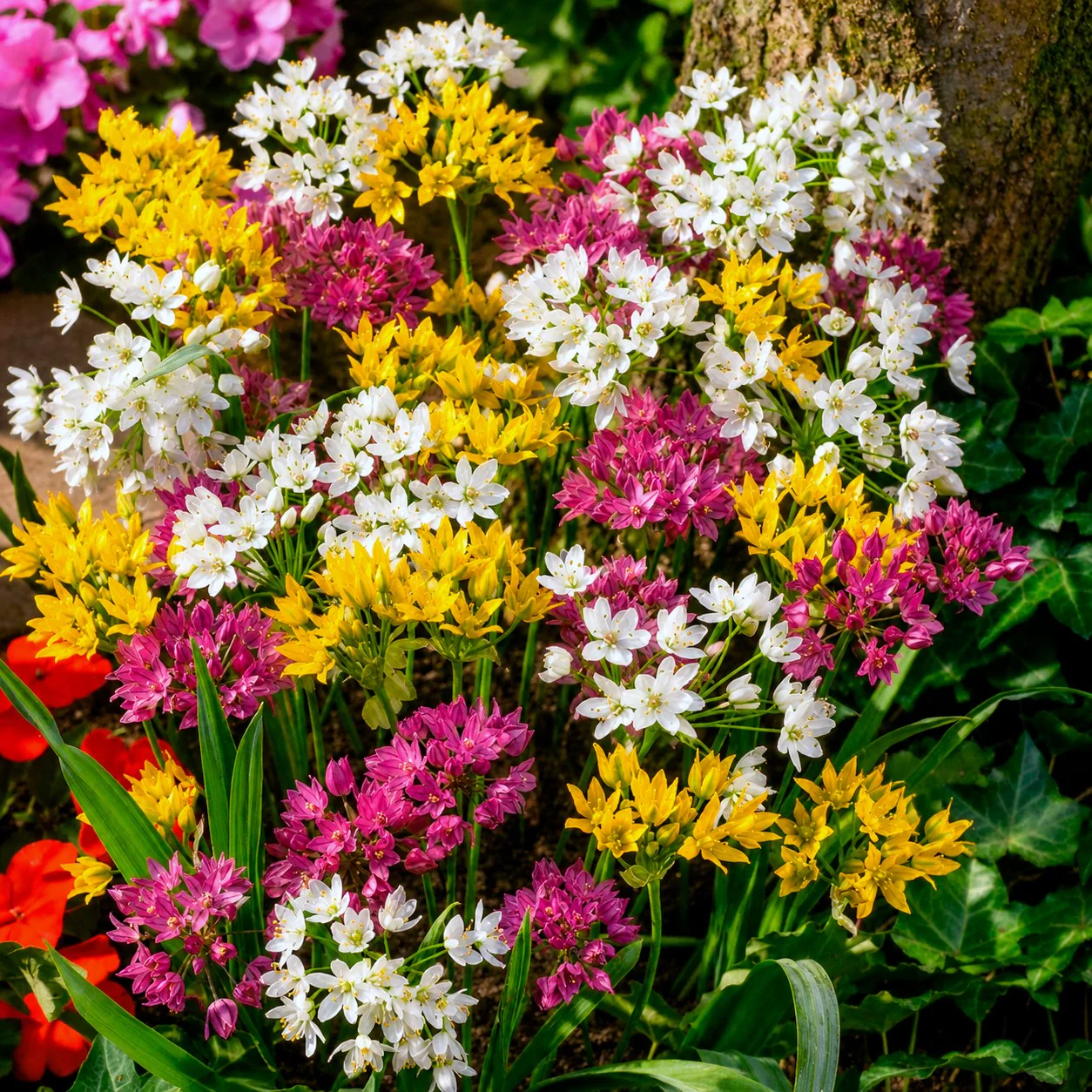 Miniature 2