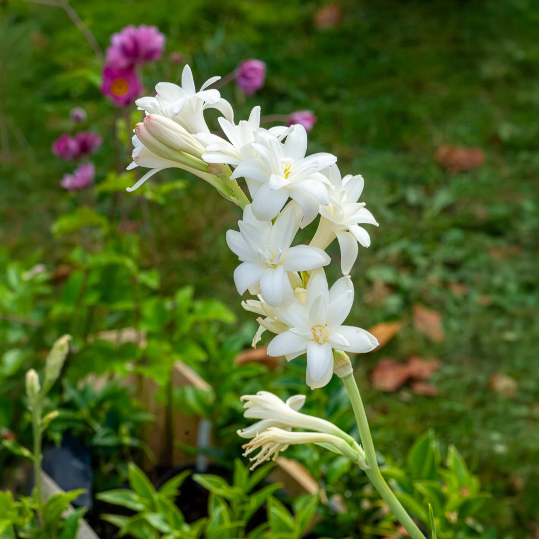 Miniature 2