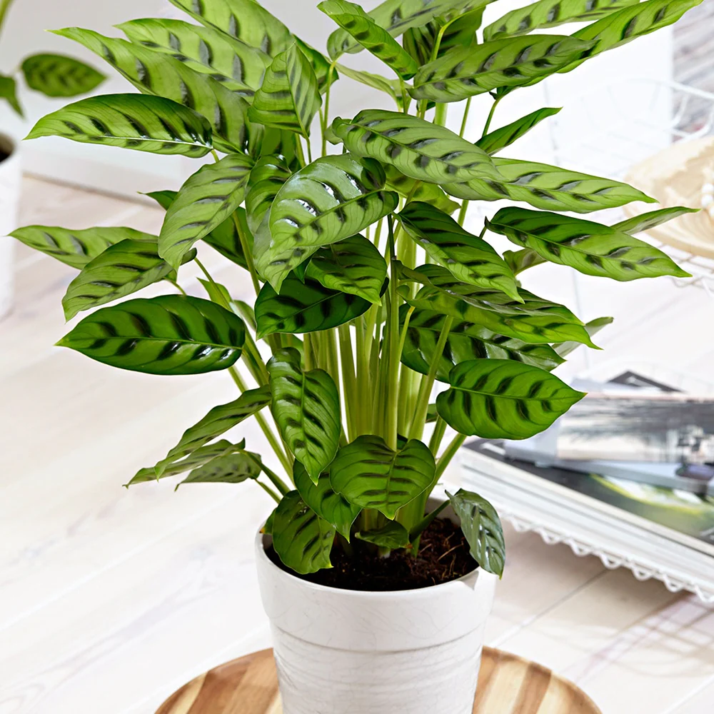 Miniature 1