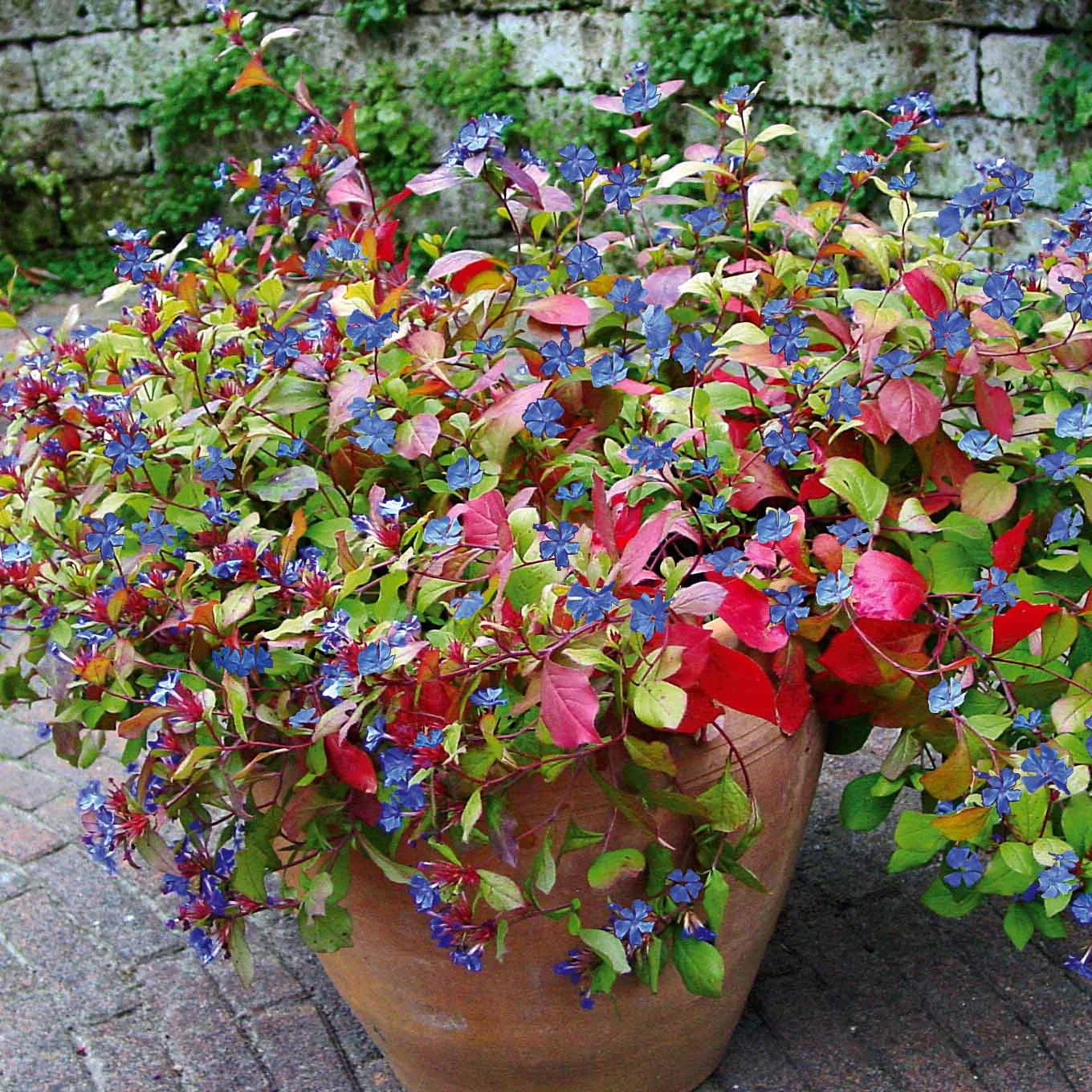 Image du produit 11