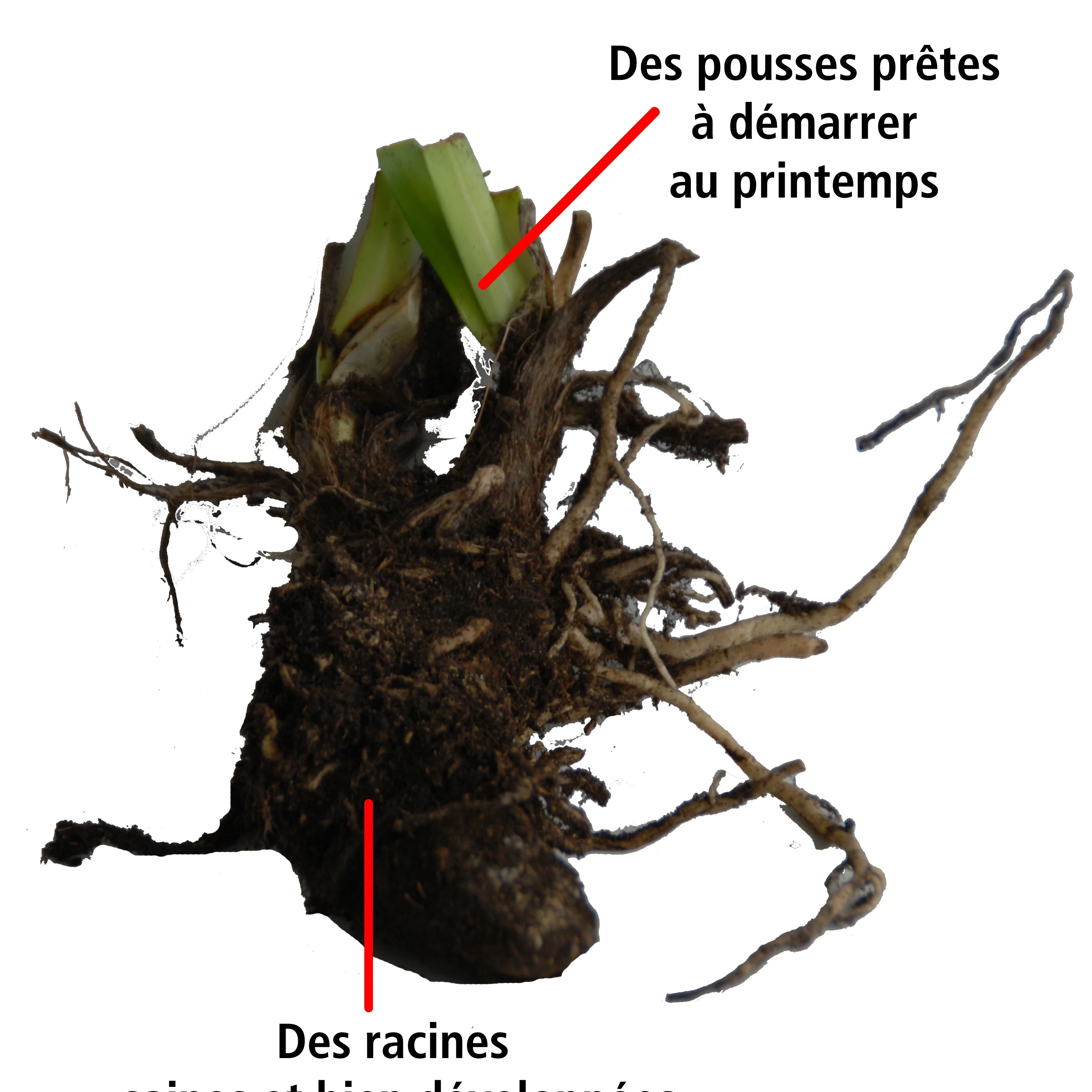 Image du produit 9