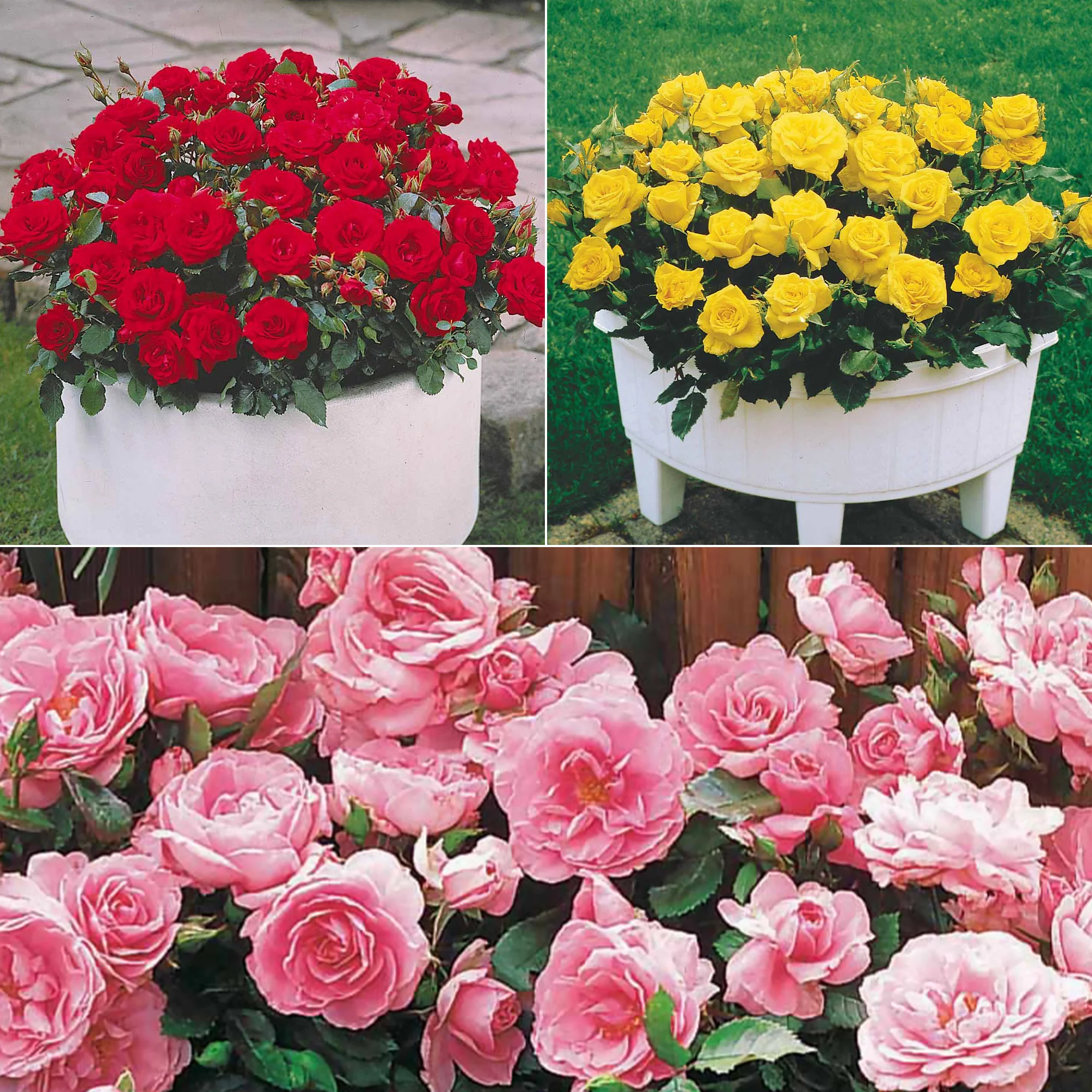 Miniature 1