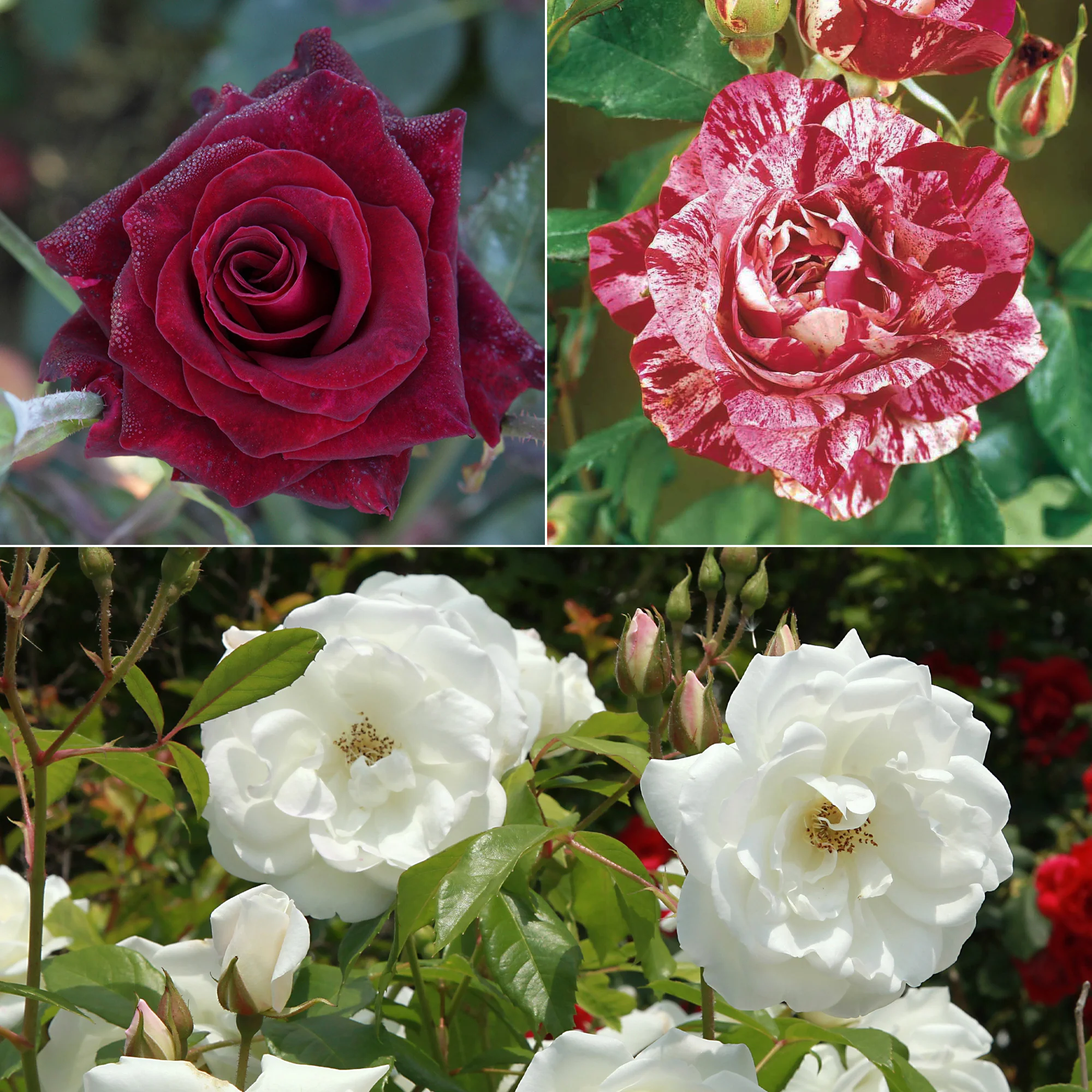 Rosiers vedettes
