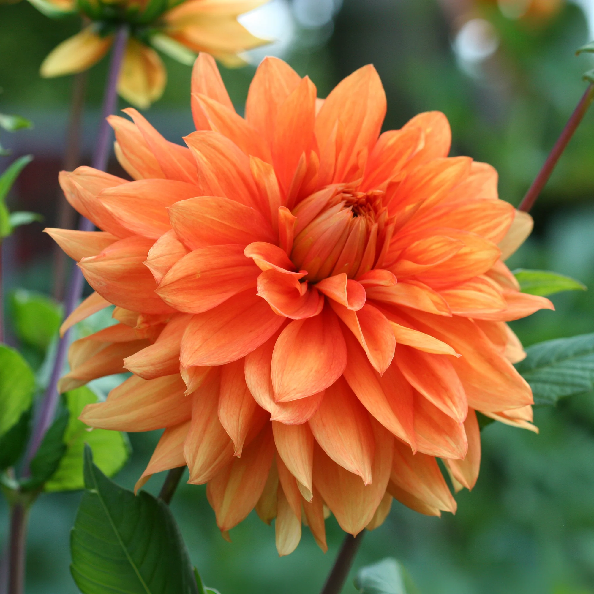 Nouveautés plantes annuelles