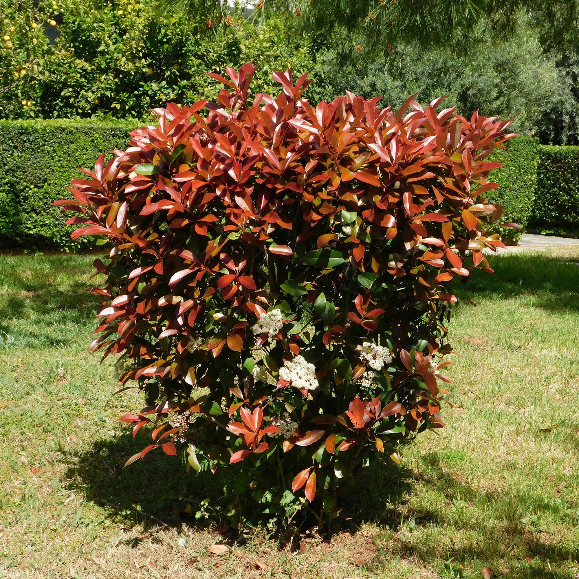 Image du produit 6
