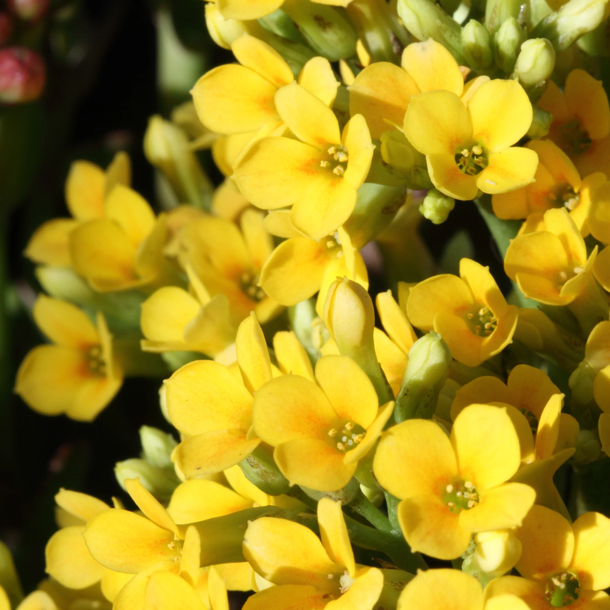Nouveautés plantes d'intérieur