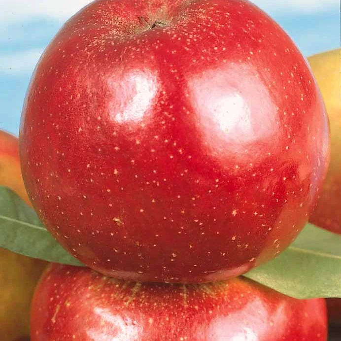 Nouveautés fruitiers