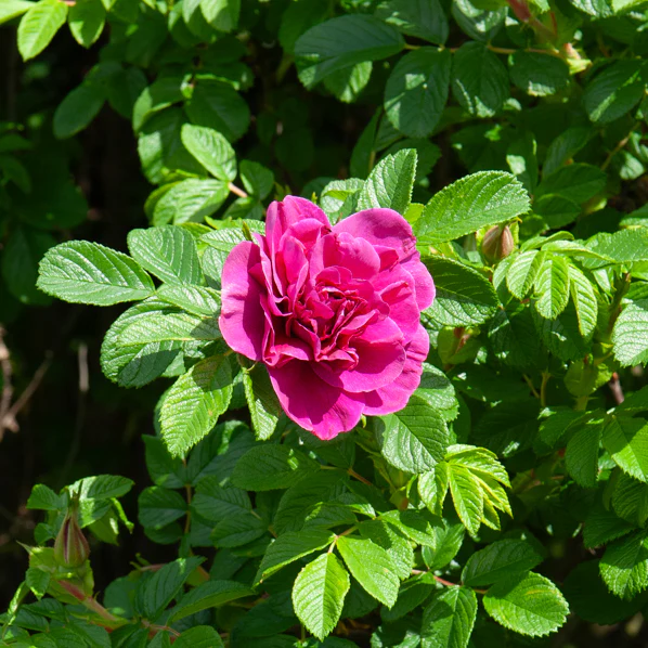 Miniature 1
