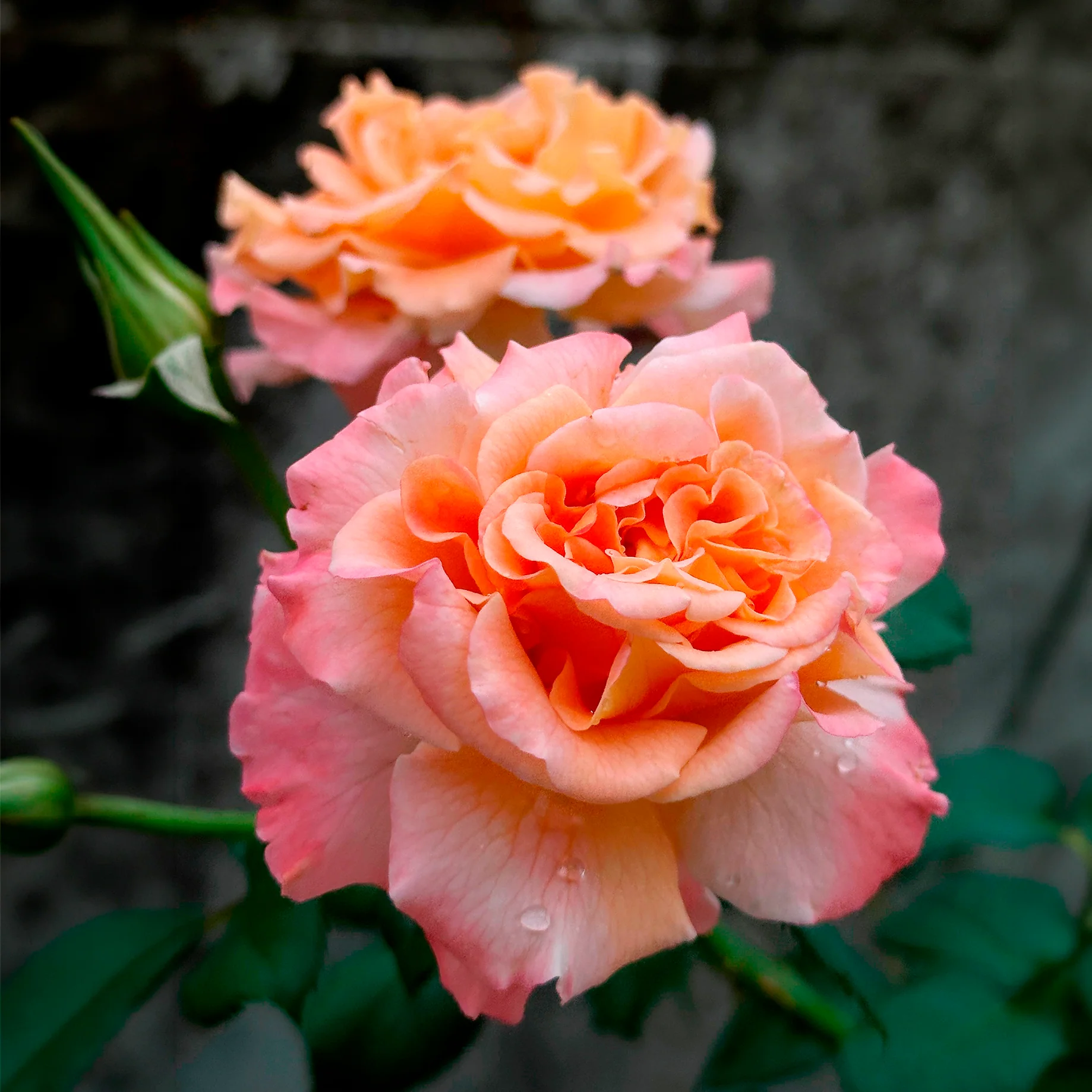 Miniature 1