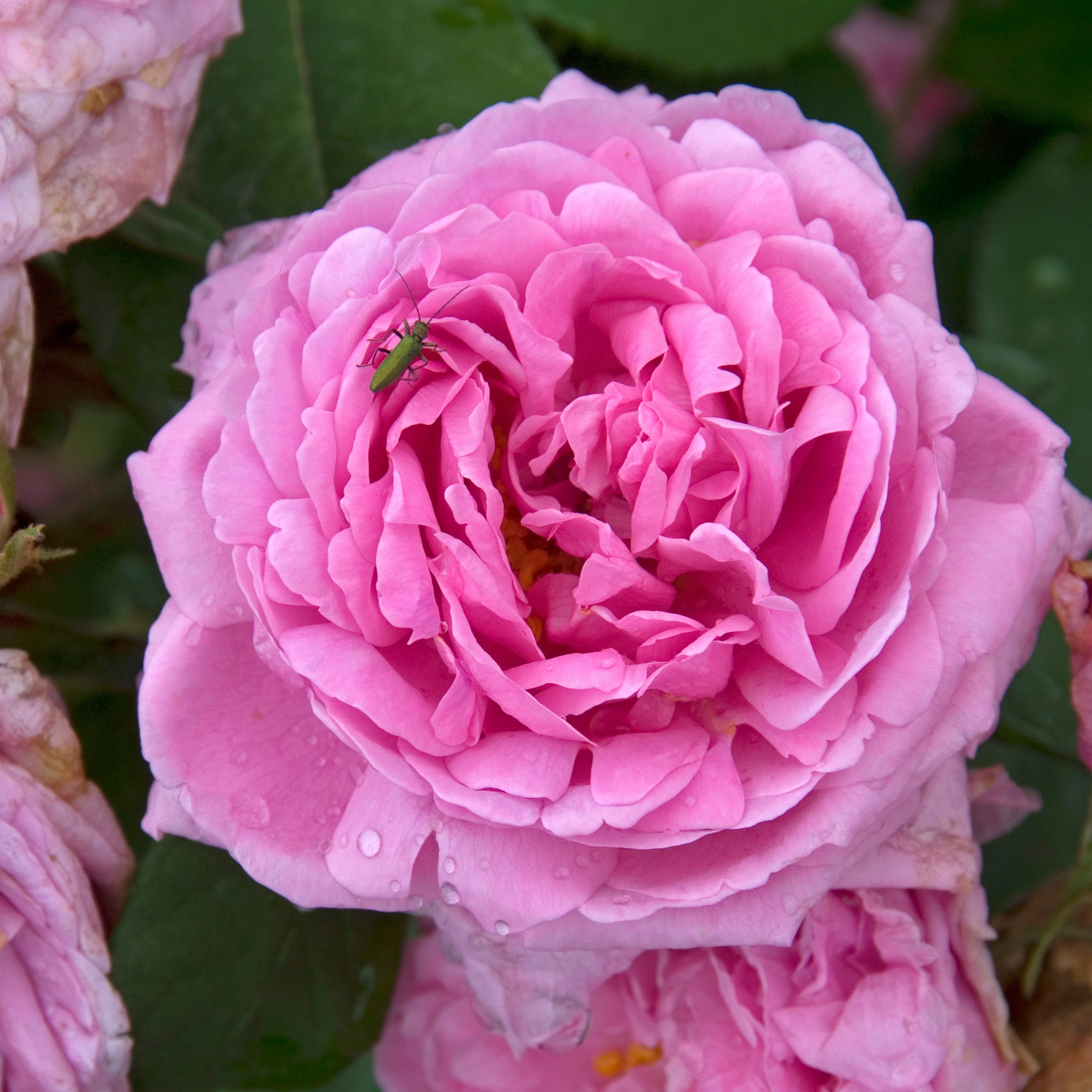 Miniature 1
