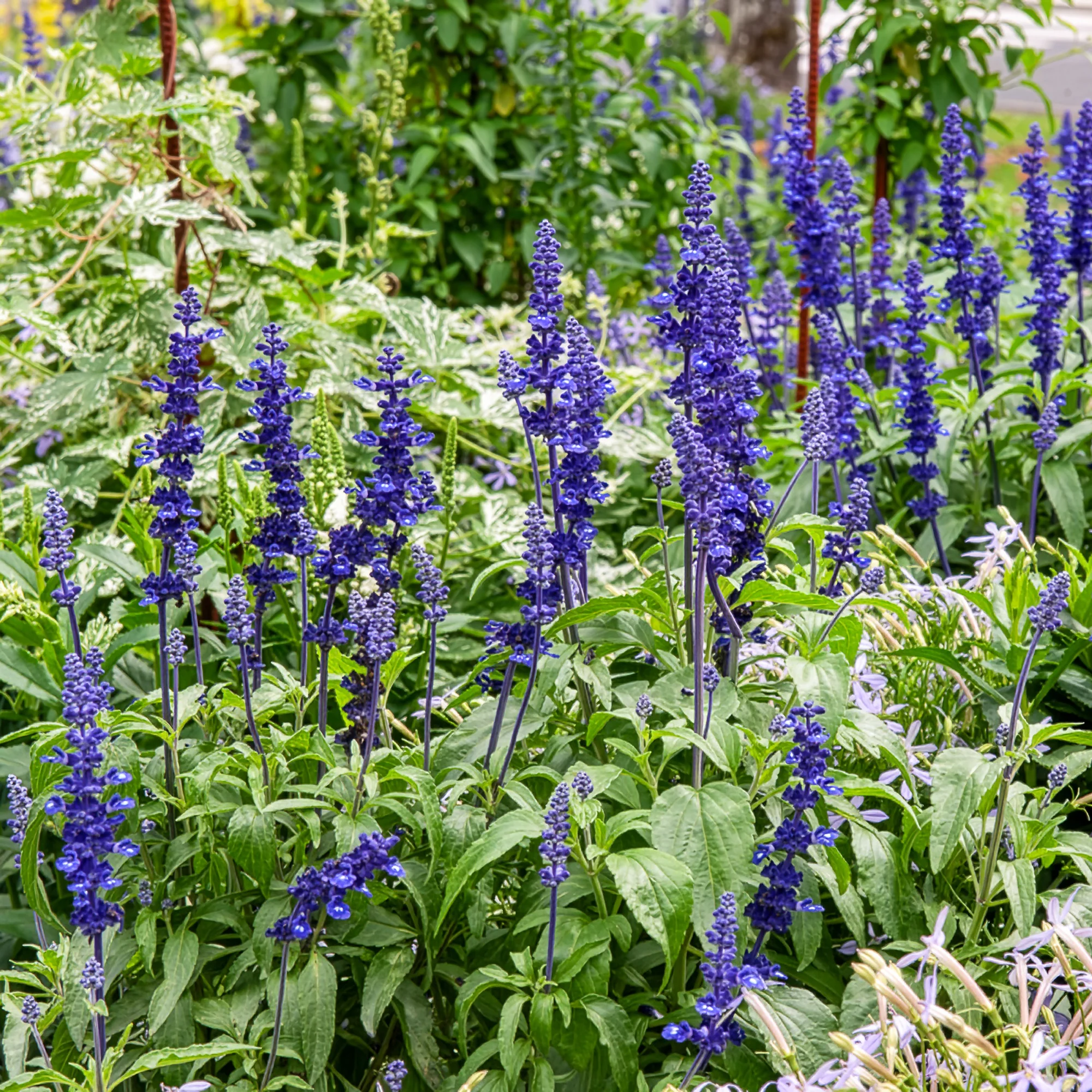 Nouveautés plantes vivaces